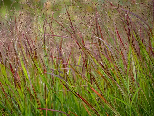 Просо прутьевидное — декоративная трава