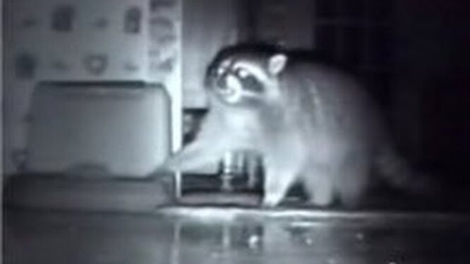 Агрессивность: