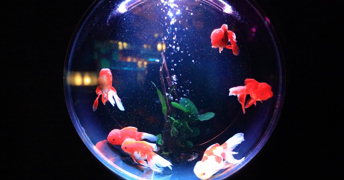 Почему пузыри в аквариуме. Рыбки для аквариума. Аквариум для рыбок сверху. Сухой аквариум в детском саду. Обои на рабочий стол аквариум.