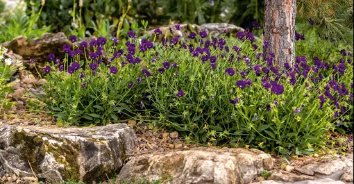 Виола рогатая образует плотные подушковидные кустики с обилием цветков. Эта фиалка очень долго цветет – с мая по сентябрь.