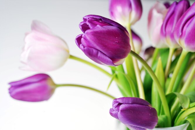milovníci tulipánů