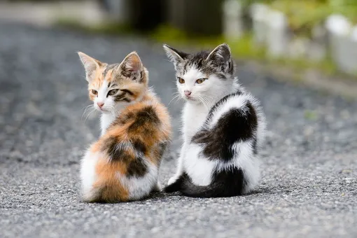 В Японии два кота уже два года пытаются попасть в музей