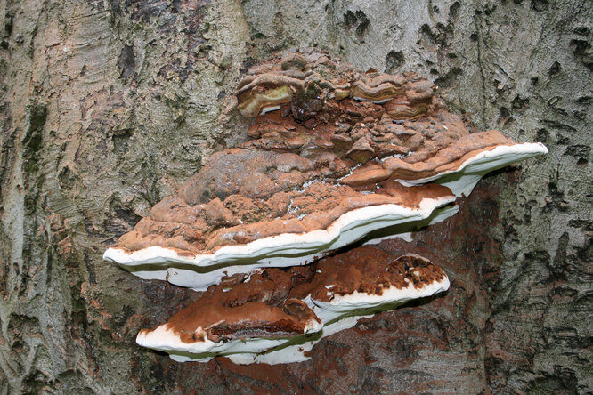 Ганодерма южная — несъедобный древесный гриб