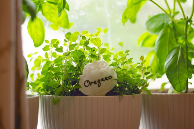 Огород на подоконнике: что можно вырастить в квартире, чтобы было вкусно и полезно