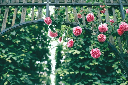 Розовые плетистые розы