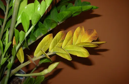 Замиокулькас обладает удивительной способностью регенерации. Если вы посадите один из его листочков в почву, он может дать начало новому растению.