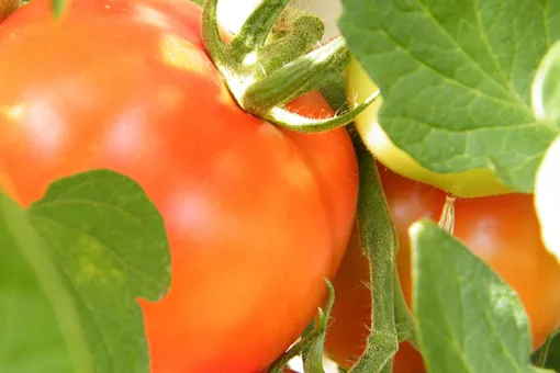 5 проверенных настоев для защиты и лечения помидоров: шпаргалка для дачника