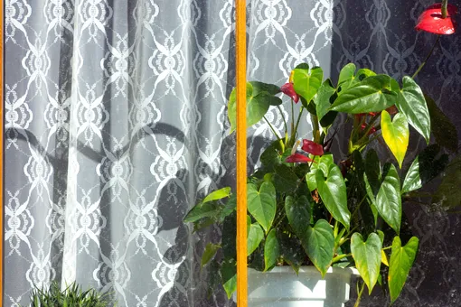 Цветущее комнатное растение — антуриум