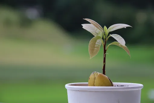 как вырастить косточку авокадо в домашних условиях