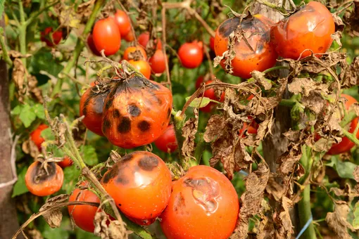 Гнилые помидоры употреблять в пищу нельзя.