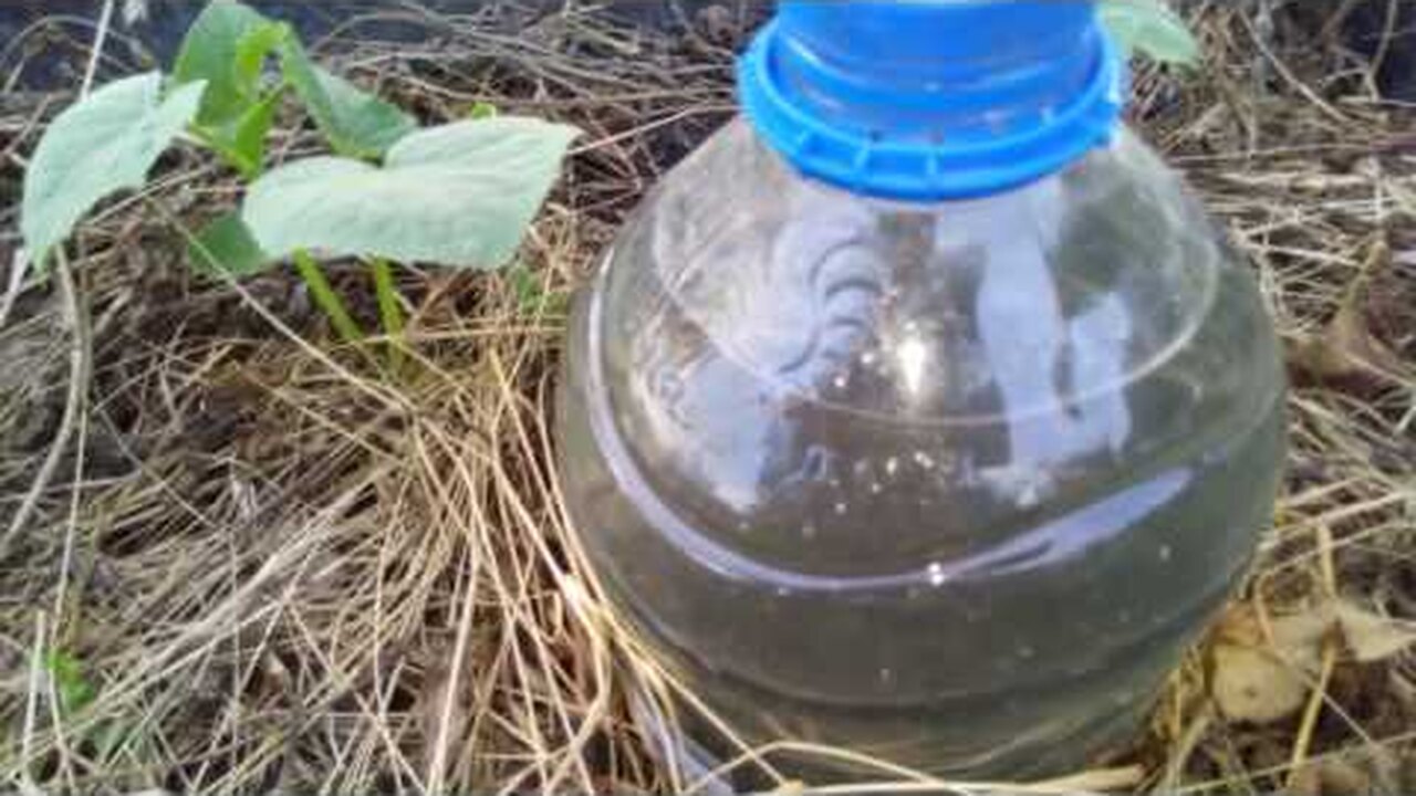 Как сделать капельный полив с помощью пятилитровой пластиковой бутылки