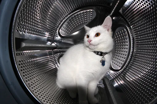 Кот выжил после 12 минут в стиральной машинке