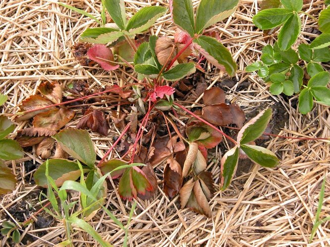 fusarium jahoda