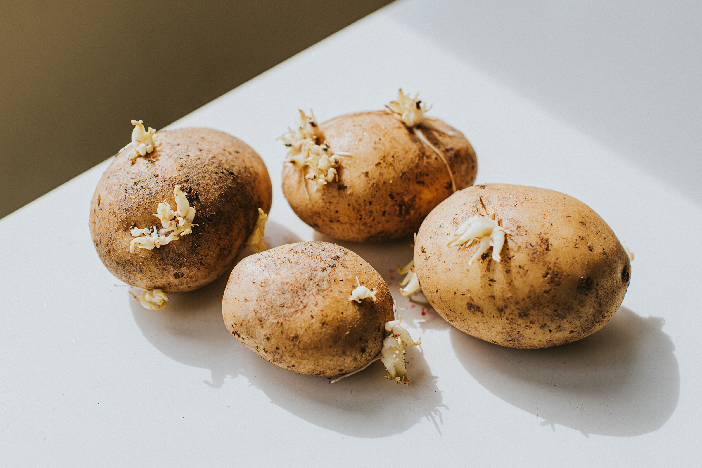 Проросший картофель. Технология подготовки клубней картофеля к посадке. Клубень и столоны картофеля. Подготовка картофеля к ранению. Проращивать картофель в темноте или на свету