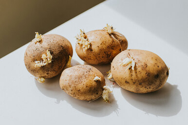 Как прорастить картофель? Технологии подготовки клубней к весенней посадке