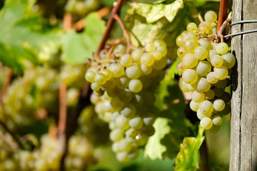 Собирать виноград для длительного хранения нужно в тёплую сухую погоду.