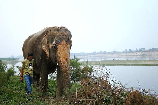 После 46 лет жизни в неволе слепая слониха оказалась на свободе