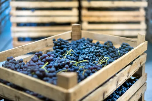 Хранить виноград можно в ящиках в погребе.