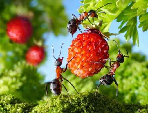 Чем опасны муравьи в теплице?