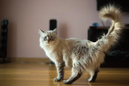 Учёные почти 100 лет разгадывали, почему кошка приземляется на все четыре лапы