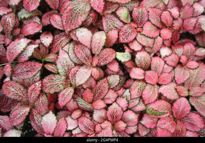 Fittonia albivenis