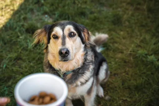 Кинологи назвали 5 основных правил кормления собаки