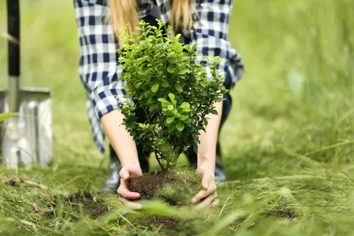 Преимущества осенней посадки деревьев и кустарников