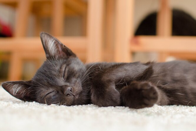 Какие сны видят кошки?