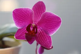Как правильно пересаживать орхидею с воздушными корнями: 5 простых шагов