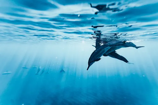 Похищенные дельфины впервые почувствовали вкус свободы