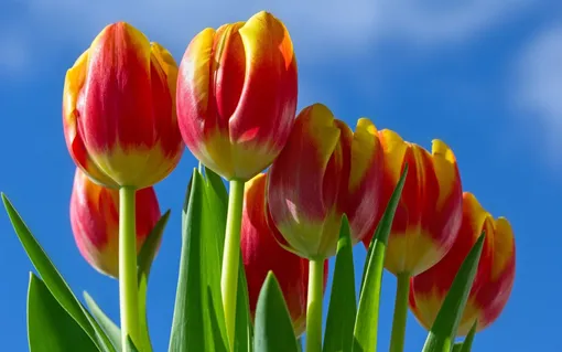 Почему не цветут тюльпаны