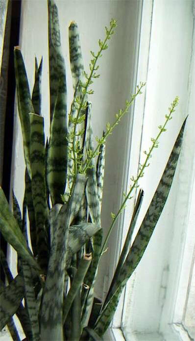 Драцена трёхполосная — растение для дома и офиса