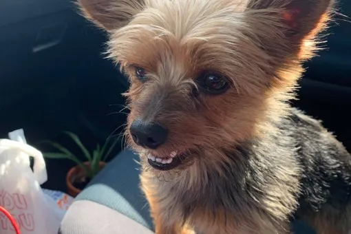 У 73-летнего вдовца украли собаку из машины на парковке. Пса отыскали благодаря соцсетям