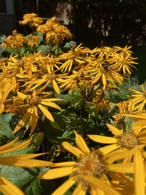 Во время цветения на бузульнике всегда много пчёл, шмелей и бабочек.