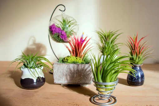 Тилландсия атмосферная: удивительное растение из фантастических фильмов дома на подоконнике