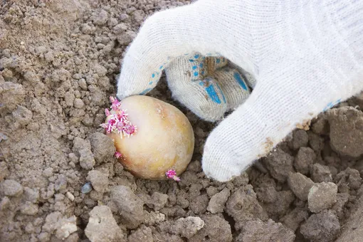 Два ведра клубней с каждого куста: 10 урожайных способов посадки картофеля