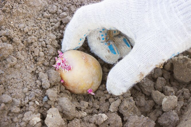 Способы посадки карт��феля: проверенные, урожайные, нетрадиционные, новые