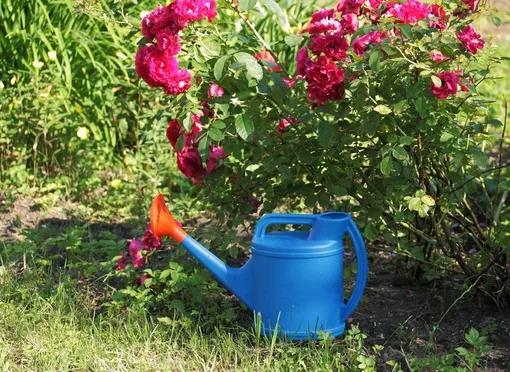 Луковая шелуха: защита и подкормка растений в саду и огороде