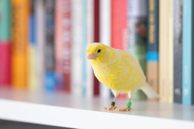 Топ-5 тихих птиц для содержания в квартире - выбирайте своего идеального питомца