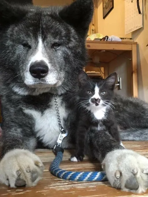 котенок и пес старший брат