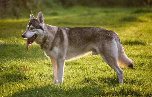 Пород собак, похожие на волка. Северная инуитская собака