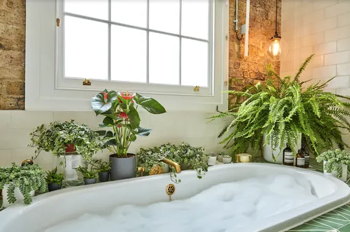 Критерии выбора растений для ванной комнаты