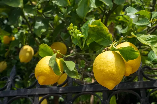 Уход за лимонным деревом
