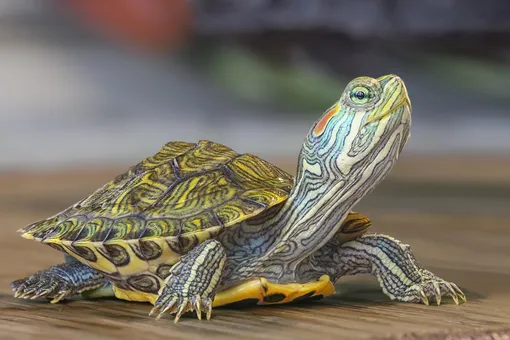 Не только красноухая: какие ещё виды водных черепах подходят для домашнего разведения