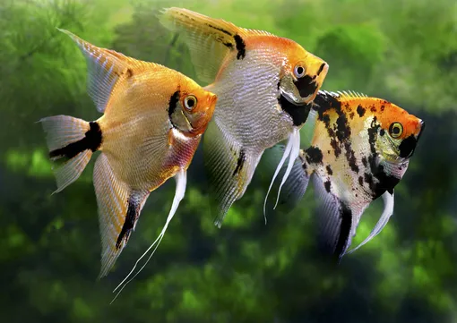 скалярии — хищные рыбы