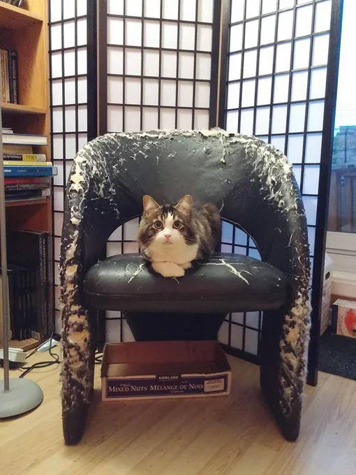 кот и кресло