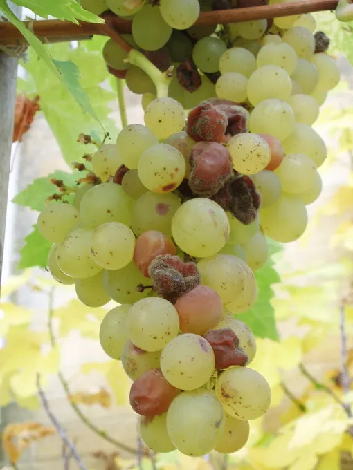 Болезни винограда с фотографиями: серая гниль на плодах