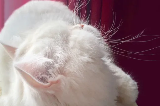Слепой персидский кот обрел новую жизнь и стал звездой Интернета