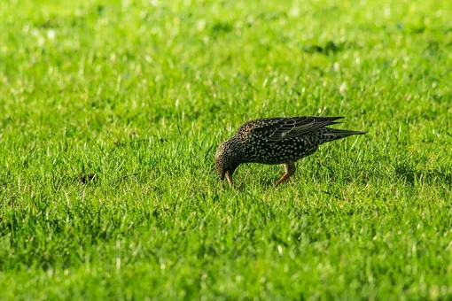 Птицы опасны для газона весной