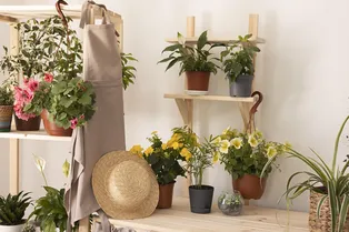 Выберите эти комнатные растения, если хотите, чтобы дом цвёл круглый год